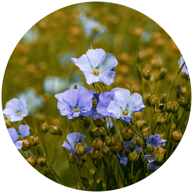 Flax flower used in plant-based Orba Shoes