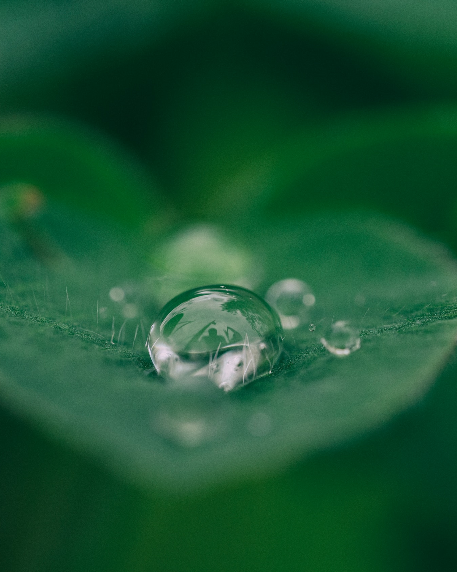 Droplet of water on leaf